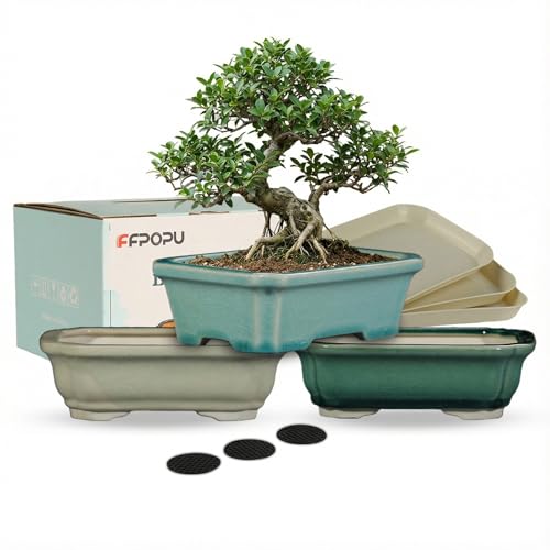 3-Pack 6 Inch Ceramic Bonsai Pots with Drainage Tray for Desktop | Ice Cracked Glaze Finish, Cute Small Bonsai Planter, Sturdy Ceramic Build, Ideal for Desktop Decoration & Home Plant Display