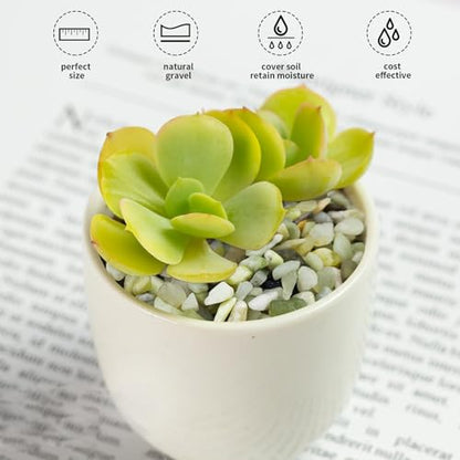 FANTIAN Jade Pebbles for Indoor Plants,1/4 Inch (3-6 MM) Polished Green Pea Gravel Small Rocks for Plants, Succulents, Cactus, Vases, Terrarium - size: 1 pound, style: Jade