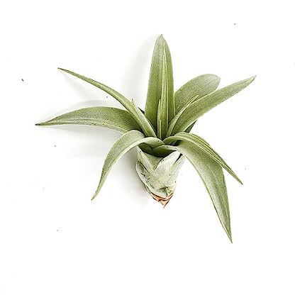 ragnaroc Live Air Plant - Tillandsia Xerographica Pups, Regular 2-4” - 3 ct - Ideal for Gifts & Presents, Live Indoor Plants & Live House-Plants – Live Plants for Home décor - size: 3 Pack, style: Regular