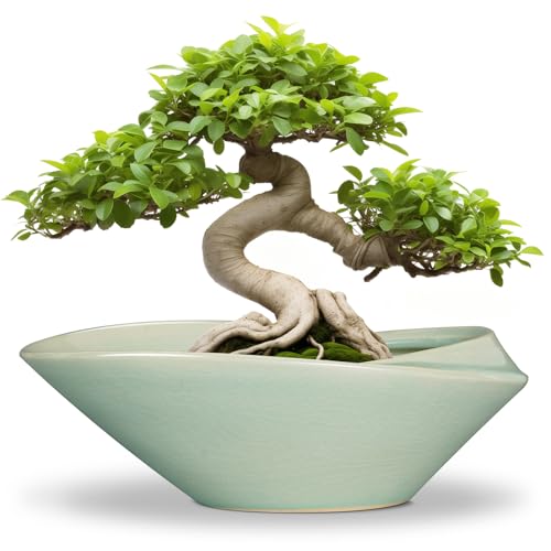Bonsai Pot - 12 Inch Ceramic Planter Pot with Drainage Hole Large Modern Planter Decorative Glazed Succulent Plant Pot for Indoor Outdoor Plants Green - color: Green, size: 12 Inch