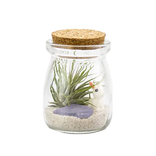 3 Inch Mini Glass Jar DIY Terrarium Kit with Live Tillandsia Ionantha Air Plant, Sand, Colored Sea Glass and Miniature Figurine for Indoor Gardens and Home Décor (Bunny) - style: Bunny