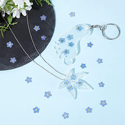 Nuanchu 50 Pieces Forget Me Not Dried Flowers Natural Real Pressed, Blue | for Resin Jewelry Making, Nail Art Decorations, Candle Card Crafts, DIY Ornaments, Pressed Flower Projects, Botanical