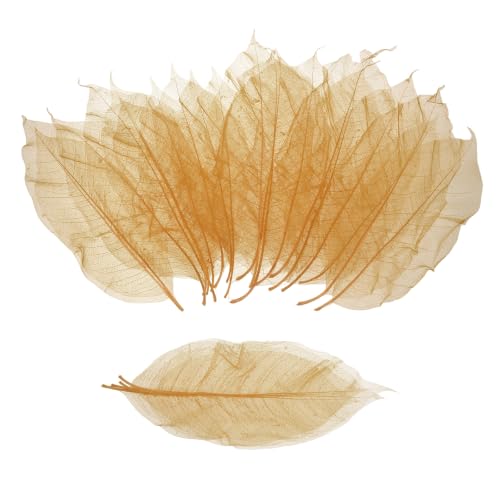 MECCANIXITY 100Pcs Skeleton Rubber Tree Real Leaves 7.9-9.4" Champagne | Natural Scrapbook, for Resin DIY Craft Card Wedding Bouquets Seasonal Gift Home Decoration - color: Champagne, size: 7.9-9.4 Inch