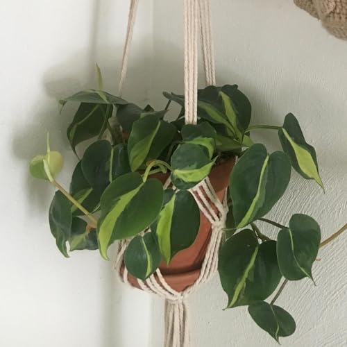 2 Pack Macrame Hanging Planters, White - color: White