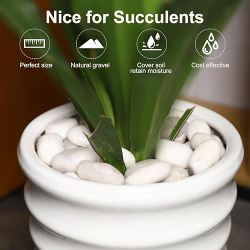 11LB River Pebbles Polished Gravel for Plants Natural White Plant Stones River Rocks 3/4-1 5/8 Inch River Stones for Landscaping Small Pebbles for Crafts - size: 11lb, style: White