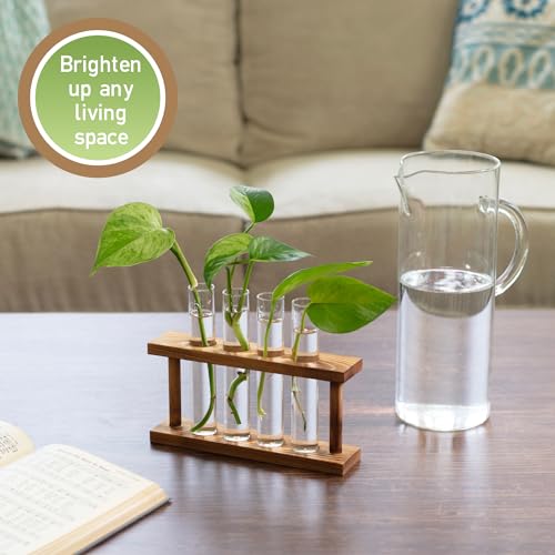 D'Eco Glass Plant Propagation Station, Set of 4 Tubes & Wood Display | Grow Hydroponics & Watch Them Grow Roots - Tabletop Vases for Home & Office Decor for Plant Lovers
