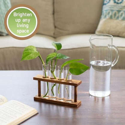 D'Eco Glass Plant Propagation Station, Set of 4 Tubes & Wood Display | Grow Hydroponics & Watch Them Grow Roots - Tabletop Vases for Home & Office Decor for Plant Lovers