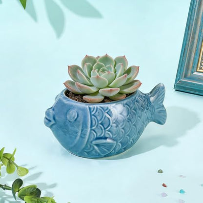SUNNYCLUE Ceramic Succulent Pot Fish Ceramic Pot with Drainage Hole Ocean Series Summer Sea Hawaii Blue Flower Vase Bonsai Cactus Planters for Indoor Outdoor Plants Office Home Garden Decorations - style: Fish