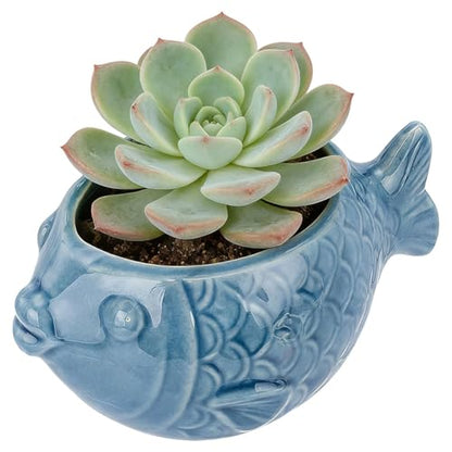 SUNNYCLUE Ceramic Succulent Pot Fish Ceramic Pot with Drainage Hole Ocean Series Summer Sea Hawaii Blue Flower Vase Bonsai Cactus Planters for Indoor Outdoor Plants Office Home Garden Decorations - style: Fish