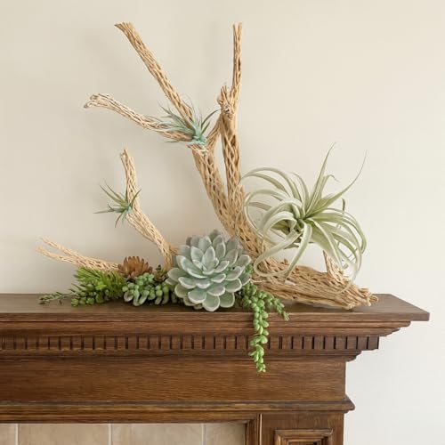 Koyal Wholesale 24" Cholla Wood Aquarium Leopard Gecko Tank Accessories Untreated Large Driftwood for Aquarium Wood Hermit Crab Accessories Drift Wood for Shrimp Tank Gecko Accessories - size: 24-Inch