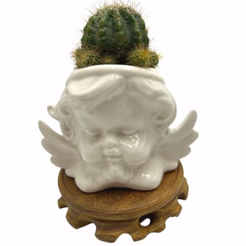 Cute Succulent Pots,White Ceramic Indoor Planters with Drainage and Wood Tray,Round Shallow Flower Plant Pots Decoration Angel - style: Angel
