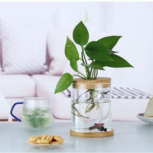 Plants Propagation Stations, Desktop Glass Plant Pot with Lid for Home, Indoor, Office (Medium) - size: Medium
