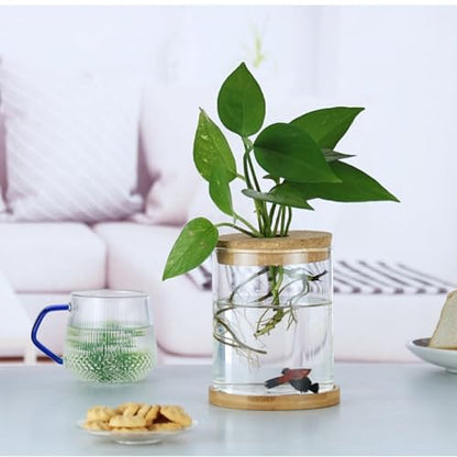 Plants Propagation Stations, Desktop Glass Plant Pot with Lid for Home, Indoor, Office (Medium) - size: Medium