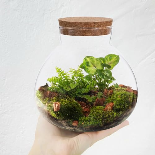 Toddmomy 1pcs Small Glass Plant Terrarium,Desktop Glass Succulent Plant Terrarium with Wooden Lid for Home, Garden, Office Decoration