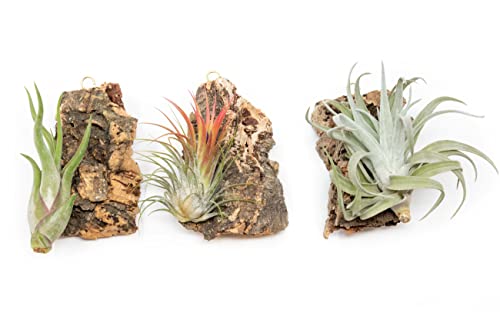 3 Small Chunk Natural Cork Bark DIY Kit with Three Assorted Air Plants, Glue and Hook - Live Tillandsia Succulent House Plant - Wholesale and Bulk - Easy Care Indoor and Outdoor Plants - size: 3 Corks+3 Air Plants
