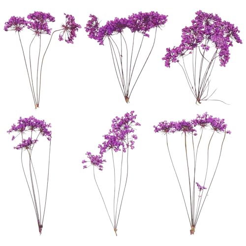 MECCANIXITY 6 Pcs Natural Dried Pressed Flowers for Craft, Lace Real Pressed Dried Flowers Colorful Bouquets for Resin Moulds DIY Scrapbooking Candle Jewelry Making, Purple - color: Purple