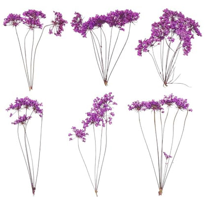 MECCANIXITY 6 Pcs Natural Dried Pressed Flowers for Craft, Lace Real Pressed Dried Flowers Colorful Bouquets for Resin Moulds DIY Scrapbooking Candle Jewelry Making, Purple - color: Purple