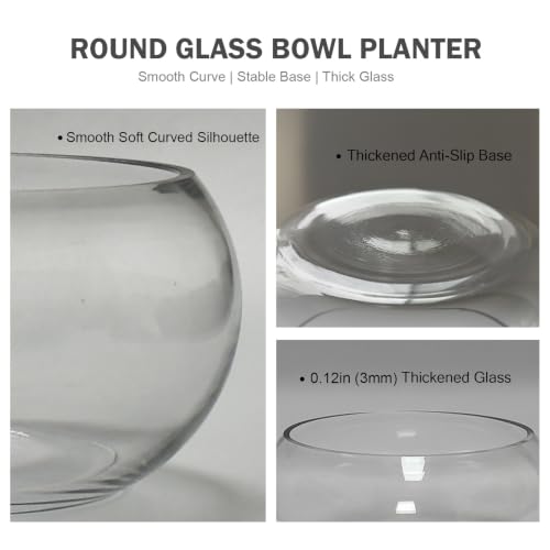 8" Round Glass Lotus Bowl Planter with Rattan Mat, Clear Indoor Hydroponic Water Lily Pot for Aquatic Plants, Bonsai & Lotus Flowers, Decorative Terrarium Bowl Vase, Fish Tank - size: 8 Inch
