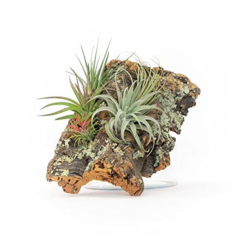 Medium Natural Cork Bark DIY Kit with Four Assorted Air Plants, Glue and Hook - Live Tillandsia Succulent House Plant - Wholesale and Bulk - Home and Garden Decor - Easy Care Indoor and Outdoor Plants - size: Kit+4 Air Plants