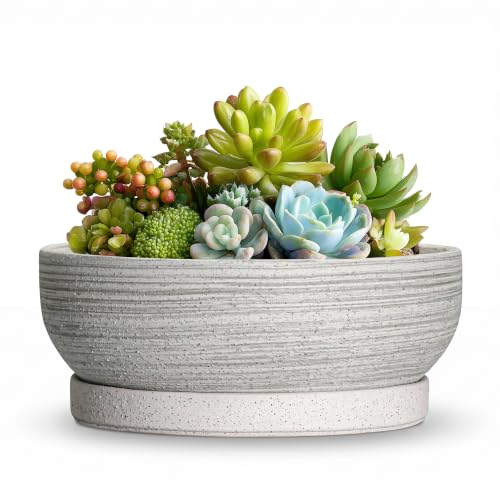 6 Inch Ceramic Succulent Planters with Saucer, Brushed Grey - color: Brushed Grey, size: 6 Inch