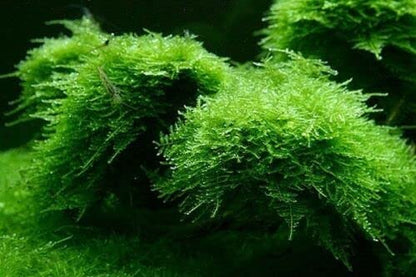 Moss for Aquariums | Live Aquatic Moss (Java Moss in 4 oz Cup, 1) - style: Java Moss in 4 oz cup