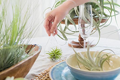 Thick Colombian Spanish Moss Live Strands with Wire Hook - Tillandsia Usneiodes - Live Tillandsia Succulent House Plants - Home and Garden Decor - Easy Care Indoor and Outdoor Plants - size: Pack of 1
