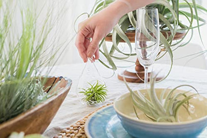 Thick Colombian Spanish Moss Live Strands with Wire Hook - Tillandsia Usneiodes - Live Tillandsia Succulent House Plants - Home and Garden Decor - Easy Care Indoor and Outdoor Plants - size: Pack of 1