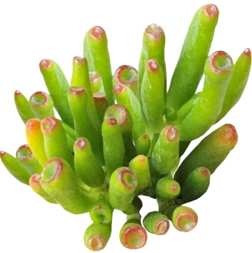Gollum Jade Crassula 2'' + Clay Pot - Unique Collection of Live Crassula Succulents Easy to Grow Indoor House Plant, Fully Rooted in 2/4/6 inch Size - color: Gollum Jade Crassula, size: 2'' + Clay Pot