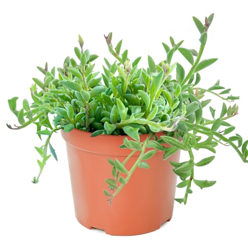 Sprout N Green String of Dolphins, Live Succulent Plant Fully Rooted in 4" Pot with Soil, Trailing Houseplant for Home Office Wedding Hanging Decor DIY Projects Party Favor, Keep Away from Pets - color: String of Dolphins