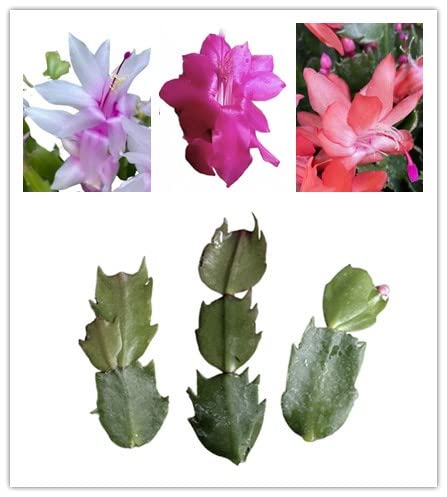 No Root Plant cuttings from USKC (Thanksgiving Cactus(White+Pink+Orange)) - color: Thanksgiving cactus(white+pink+orange)