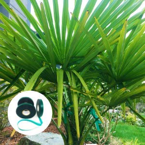 3 Rolls Stretchy Tie Tape, 1/2" 150ft Garden Tie Tape, Thick Sturdy Plant Ribbon Garden Green Vinyl Stake Gardening Tools for Indoor Outdoor Patio Plant