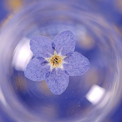 Leadigol Blue Forget Me Not Flowers,Don't Forget Me Dried Flower,Natural Real Dried Pressed Flowers, for Scrapbooking Art Crafts,Jewelry Soap Making,Nails Art Flowers Decorations
