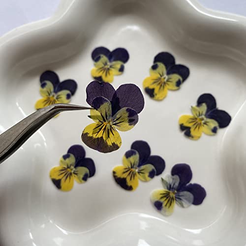 YUNZHI Natural Pansy Dried Pressed Flowers for Resin, Dry Flower for Candle,Epoxy Resin,Soap Making,Scrapbooking,DIY Art Crafts,Painting 12pcs/Pack (Pansy Yellow Purple) - color: Pansy Yellow Purple