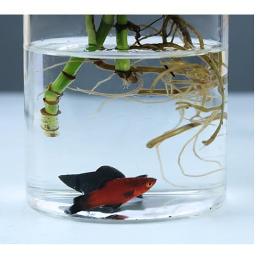 Plants Propagation Stations, Desktop Glass Plant Pot with Lid for Home, Indoor, Office (Medium) - size: Medium