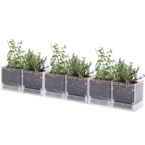 D'vine Dev 6-Pack Acrylic Herb Planter Pots, 4 in, Clear, 76-Y-D-1 - color: Clear, size: 24 Inch x 4.5 Inch