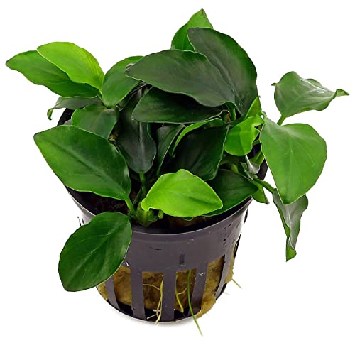 Potted Anubias Plants | Live Freshwater Aquatic Plants for Aquariums and Terrariums - Low Light, Low Maintenance Plants. (Potted Anubias Petite)