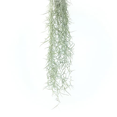 Thick Colombian Spanish Moss Live Strands with Wire Hook - Tillandsia Usneiodes - Live Tillandsia Succulent House Plants - Home and Garden Decor - Easy Care Indoor and Outdoor Plants - size: Pack of 1