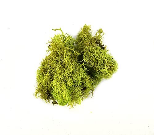 Josh's Frogs Reindeer Moss - Chartreuse (1 Quart) - color: Chartreuse