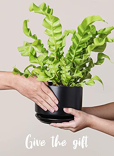 LE TAUCI Ceramic Plant Pots, 4.3+5.3+6.8 inch, Set of 3, Planters with Drainage Hole and Saucer, Indoor Flower Pot with Hole Mesh Pad, Gifts for Mom, Black - color: Black