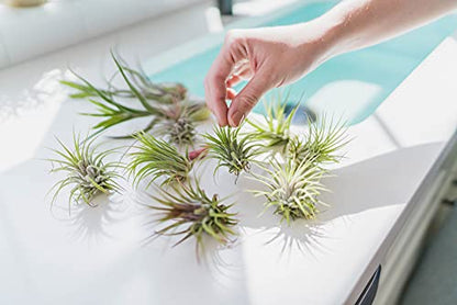 Medium Natural Cork Bark DIY Kit with Mini Xerographica Air Plants, Glue and Hook - Live Tillandsia Succulent House Plant - Wholesale and Bulk - Home and Garden Decor - Easy Care Indoor Outdoor Plants - size: Kit+Xerographica