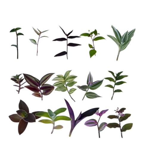 No Root Plant cuttings from USKC (15 Different Types Wandering Jew Leave cuttings #A) - color: 15 different types Wandering Jew leave cuttings #A