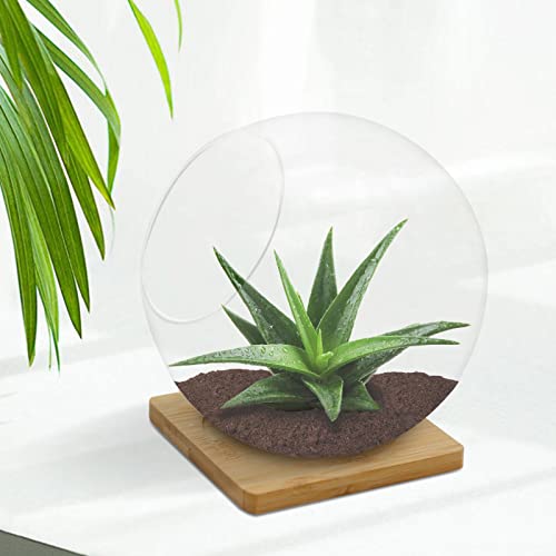 Plant Terrarium Display Glass with Bamboo mat, Tabletop Succulent Air Plant Planter Globe, Mini Terrarium Garden, Round Beveled Glass vase, Micro Landscape eco vase,for Succulents, Air Plants, Moss
