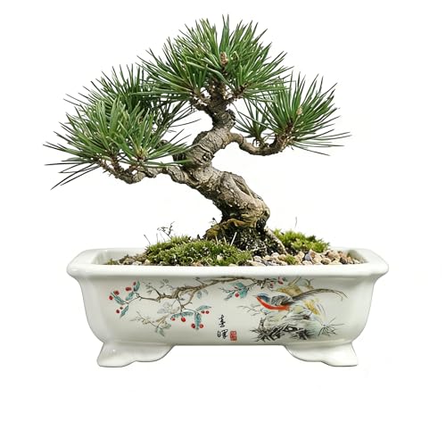 Bonsai Pots with Drainage Tray, 6" Rectangular Chinoiserie Decor - color: White-3