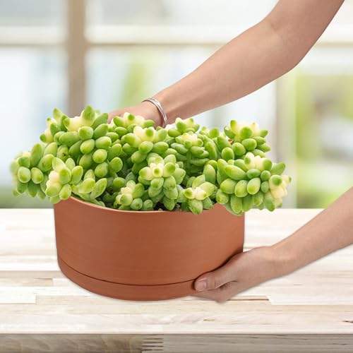JUXYES 10 Inch Shallow Terracotta Pots with Holes and Saucers for Succulent | Built-in Drainage Hole, Wide Shallow Planter Clay Flower Pots for Indoor & Outdoor, Planter for Succulent, Cacti, Bonsai - size: 10 Inches
