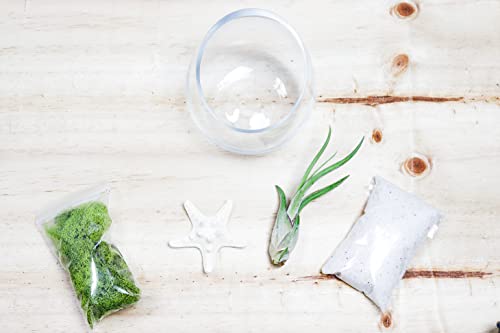 5 Inch Glass Slant Bowl Air Plant Terrarium Complete Kit with White Sand, Live Air Plant, Colorful Reindeer Moss and Starfish (Lime Green) - color: Lime Green