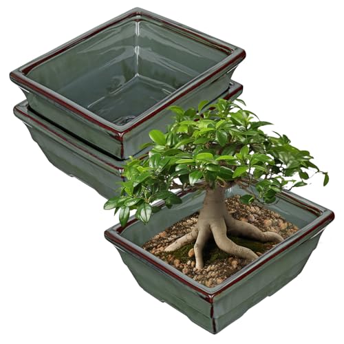 Villa Como Set of 2 Large Bonsai Pots with with Drainage Hole, 10" Green | Glazed Ceramic Bonsai Tree Pots, Shallow Rectangle Bonsai Planters for Succulents, Cactus, Orchids, Home, Patio, Garden - color: Green, size: 10"x7.8"x4.3"