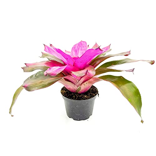ragnaroc Live Plants – Bromeliad Neoregelia Tatiana, 8-12" in 6" Pot - 1ct - Live Arrival Guaranteed - House Plants for Home Decor & Gift - color: Tatiana