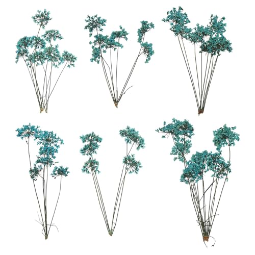 MECCANIXITY 6 Pcs Natural Dried Pressed Flowers for Craft, Lace Real Pressed Dried Flowers Colorful Bouquets for Resin Moulds DIY Scrapbooking Candle Jewelry Making, Blue - color: Blue