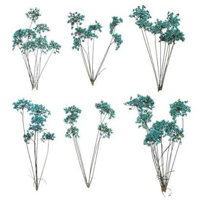 MECCANIXITY 6 Pcs Natural Dried Pressed Flowers for Craft, Lace Real Pressed Dried Flowers Colorful Bouquets for Resin Moulds DIY Scrapbooking Candle Jewelry Making, Blue - color: Blue