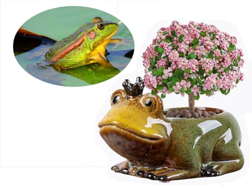 Animal Shaped Planter Flower Pot Frog Shape Small Succulent pots with Drainage Ceramic Animal Planter, Indoor Plant Container Planter with Drainage Hole Home Office Desk Garden (Frog) - color: Frog